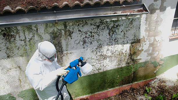 Trusted Attic Mold Removal service in Cumberland, NC - Cheap Mold Removal